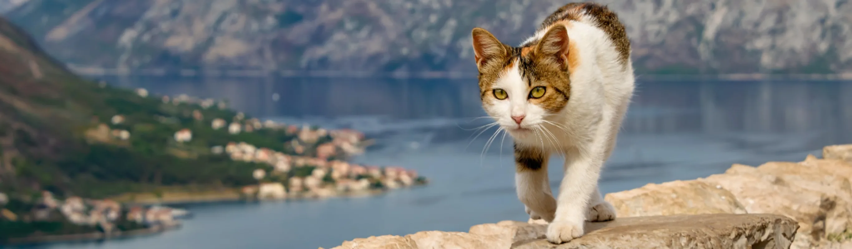 A cat walking on rocks with a lake in the background